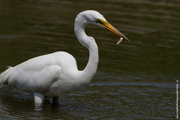 Great Egret