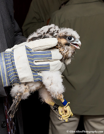 Peregrine Falcon - Star-Scribe