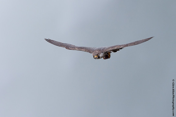 Peregrine Falcon
