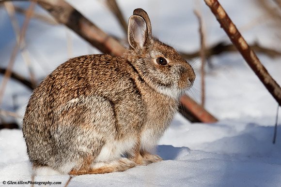 Eastern Cottontail
