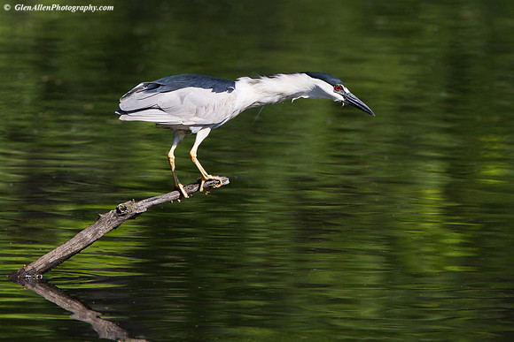 Black-crowned Night-Heron