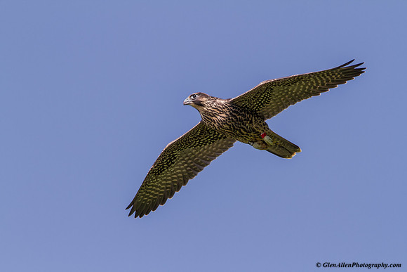 Peregrine Falcon