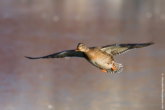 Mallard
