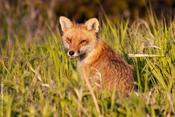 Fox at Sunrise