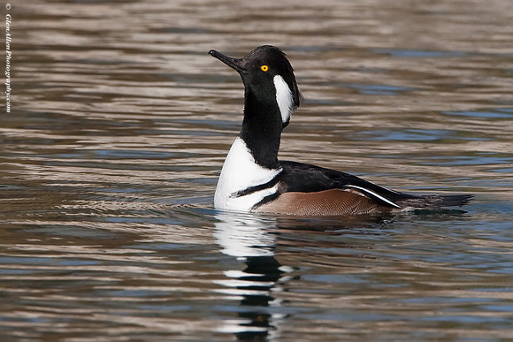 Hooded Merganser