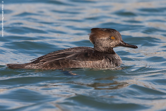 Hooded Merganser