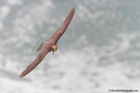 Peregrine Falcon