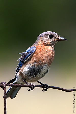 Eastern Bluebird
