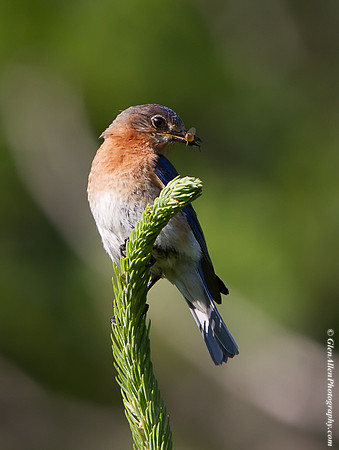 Eastern Bluebird
