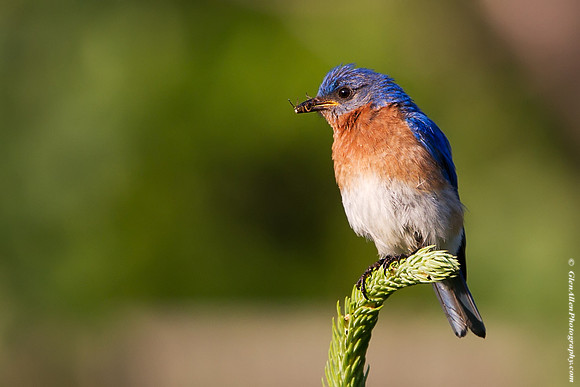 Eastern Bluebird