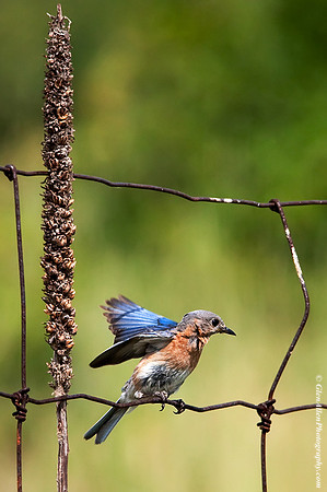Eastern Bluebird
