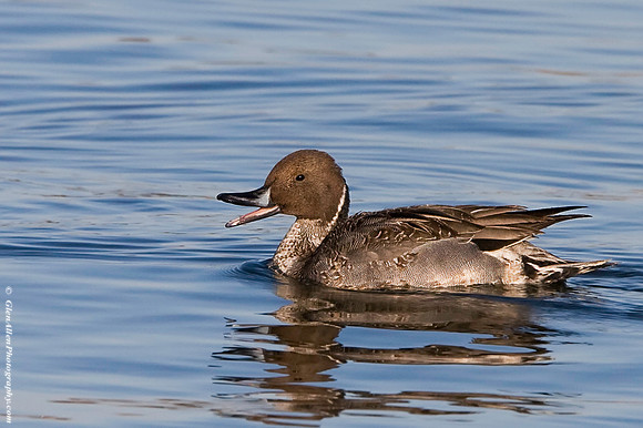 Northern Pintail