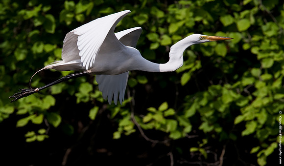 Great Egret