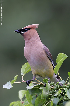 Cedar Waxwing