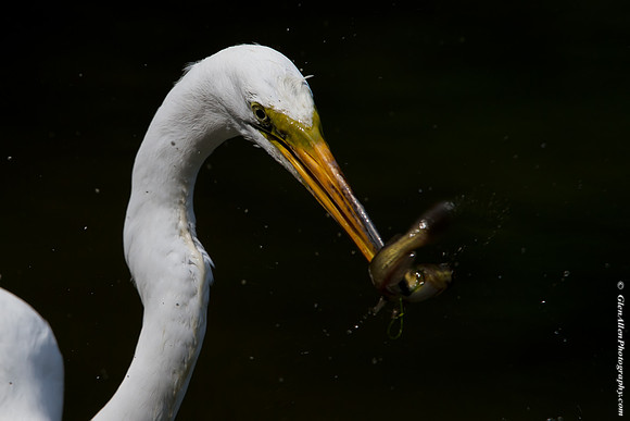 Great Egret