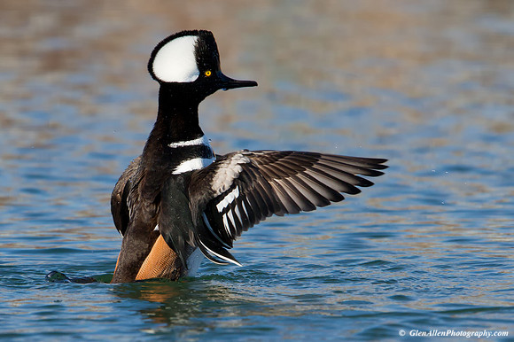 Hooded Merganser