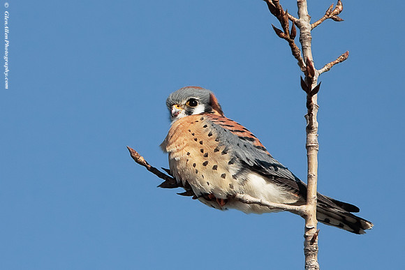 American Kestrel