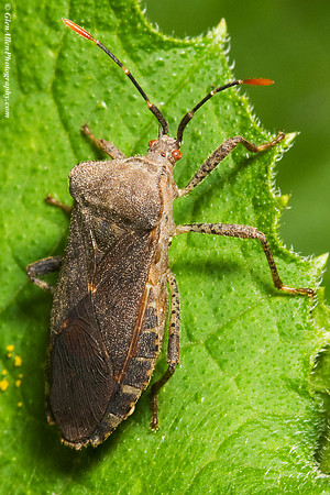 Stink Bug