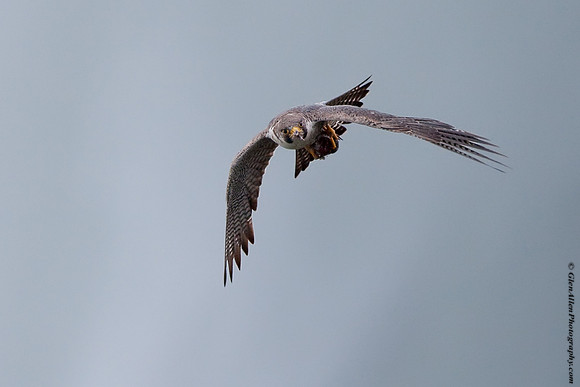 Peregrine Falcon