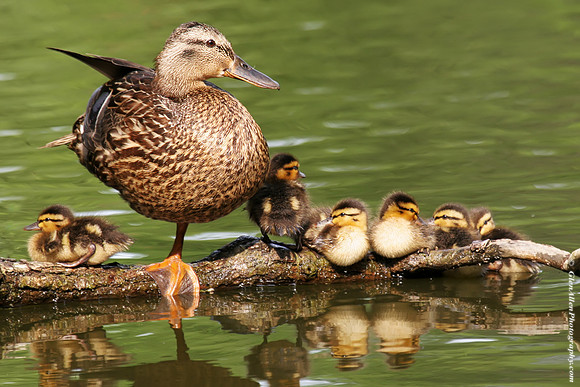 Mallard chicks