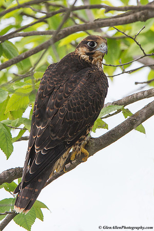 Peregrine Falcon