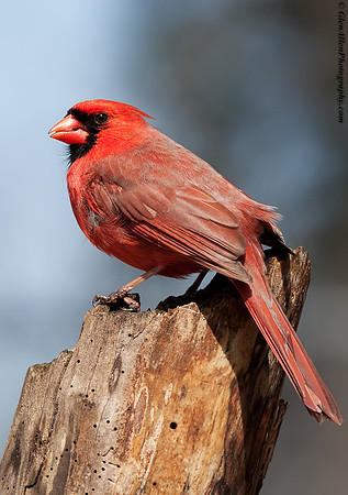 Northern Cardinal