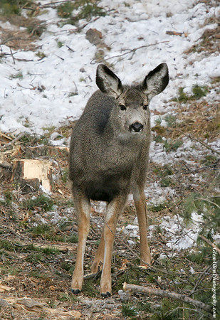Mule Deer