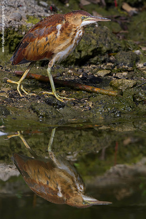 Least Bittern