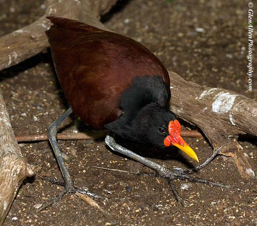 Wattled Jacana