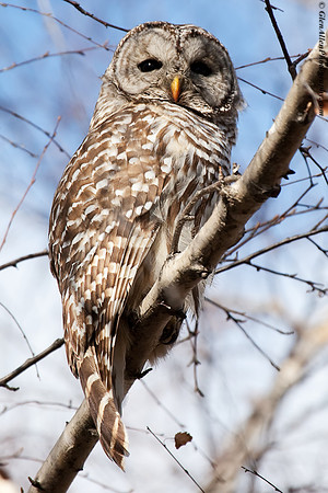 Barred Owl