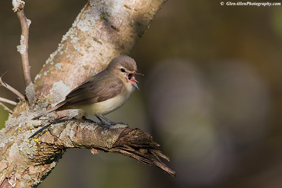 Warbling Vireo