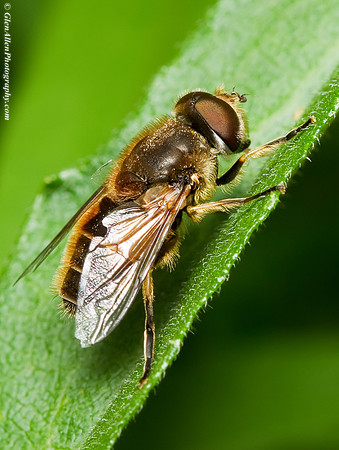 Honey Bee