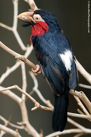 Bearded Barbet