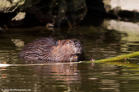 Beaver