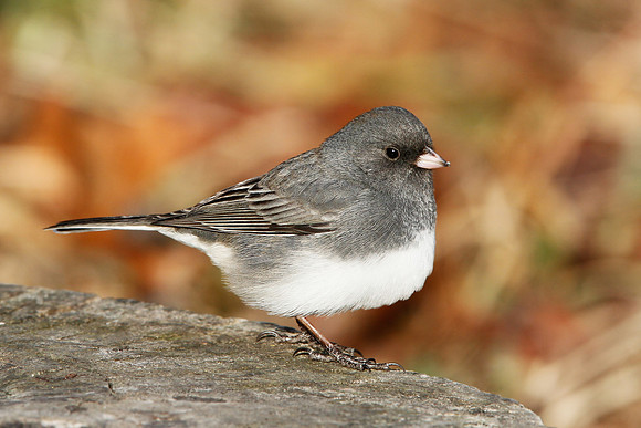 Dark-eyed Junco