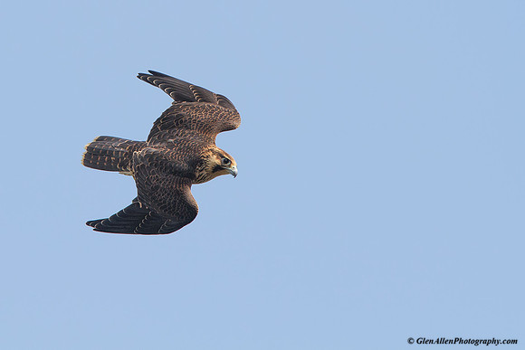 Peregrine Falcon