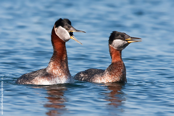Red-necked Grebes