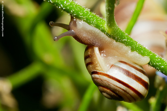 Garden Snail