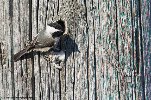 Black-capped Chickadee
