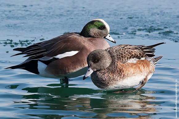 American Wigeon