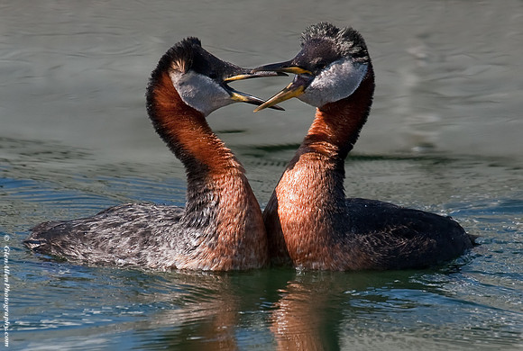 Red-necked Grebes