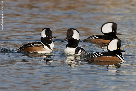 Hooded Merganser