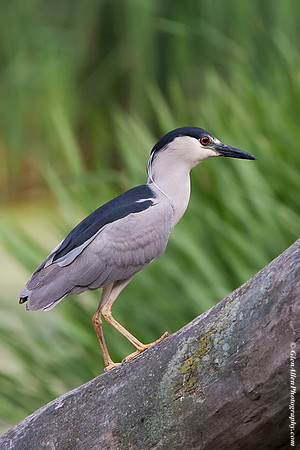 Black-crowned Night-Heron