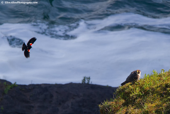 Peregrine Falcon