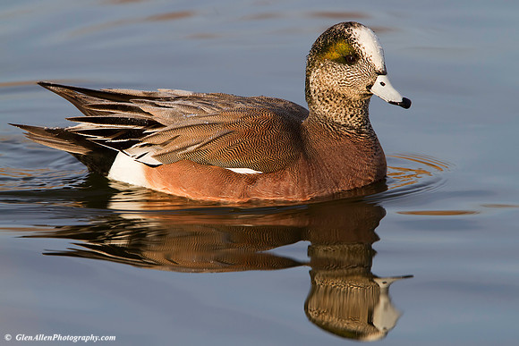 American Wigeon