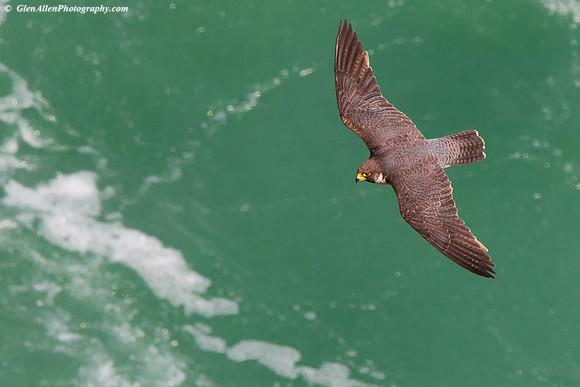 Peregrine Falcon