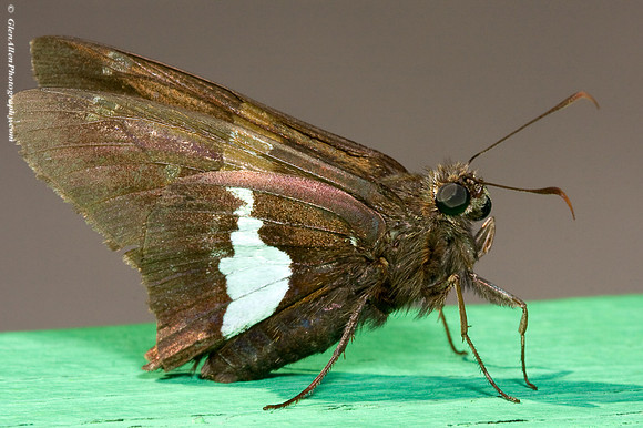 Silver spotted Skipper
