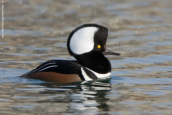 Hooded Merganser