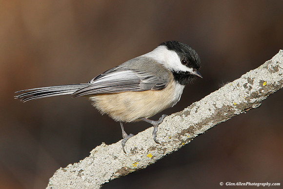 Black-capped Chickadee