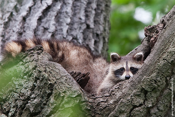 Raccoon